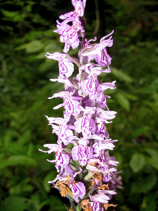 Image of Dactylorhiza fuchsii specimen.