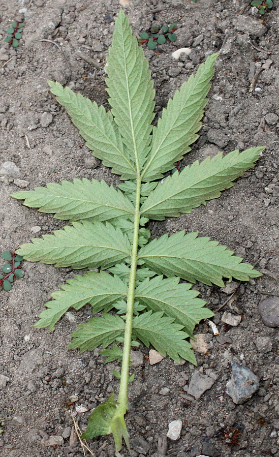 Image of Agrimonia eupatoria specimen.