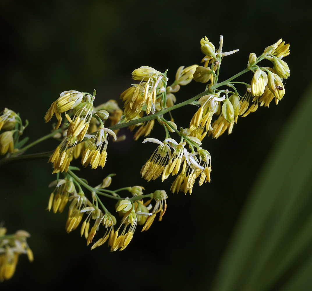 Изображение особи Thalictrum lucidum.