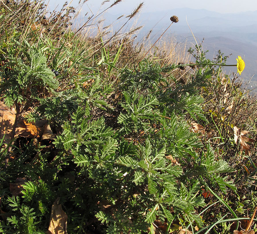 Image of Anthemis tinctoria specimen.