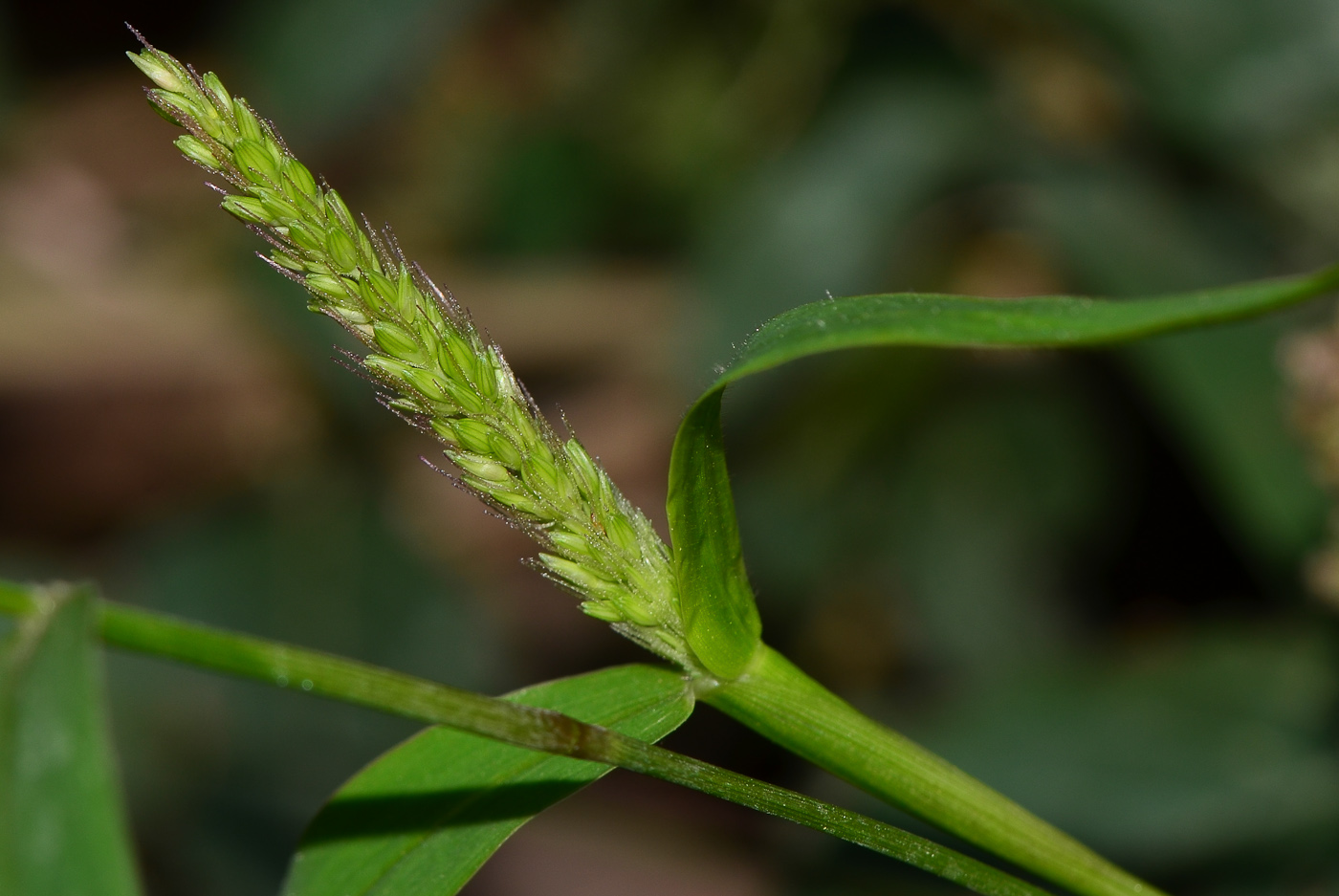 Image of Setaria adhaerens specimen.