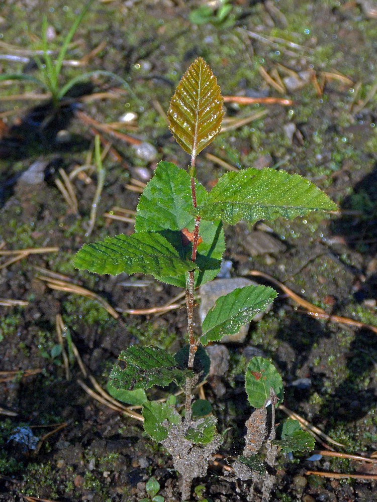 Image of Nothofagus &times; alpina specimen.