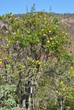 Carphalea obovata. Отцветшее растение. Сокотра, плато Диксам. 30.12.2013.