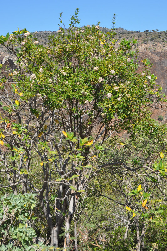 Image of Carphalea obovata specimen.