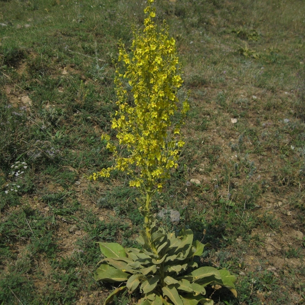 Image of Verbascum speciosum specimen.