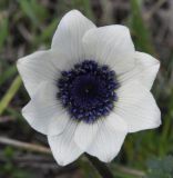 Anemone coronaria