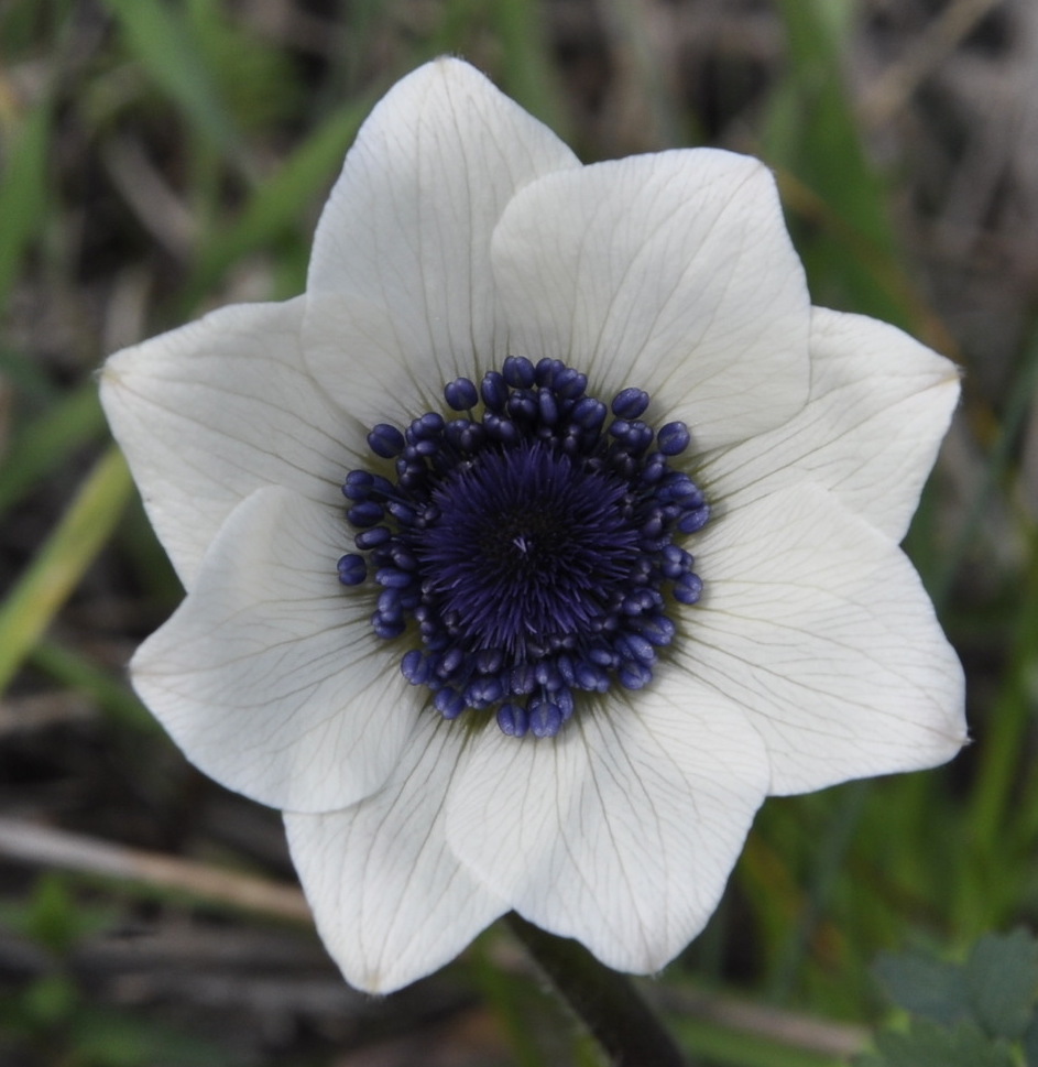 Image of Anemone coronaria specimen.