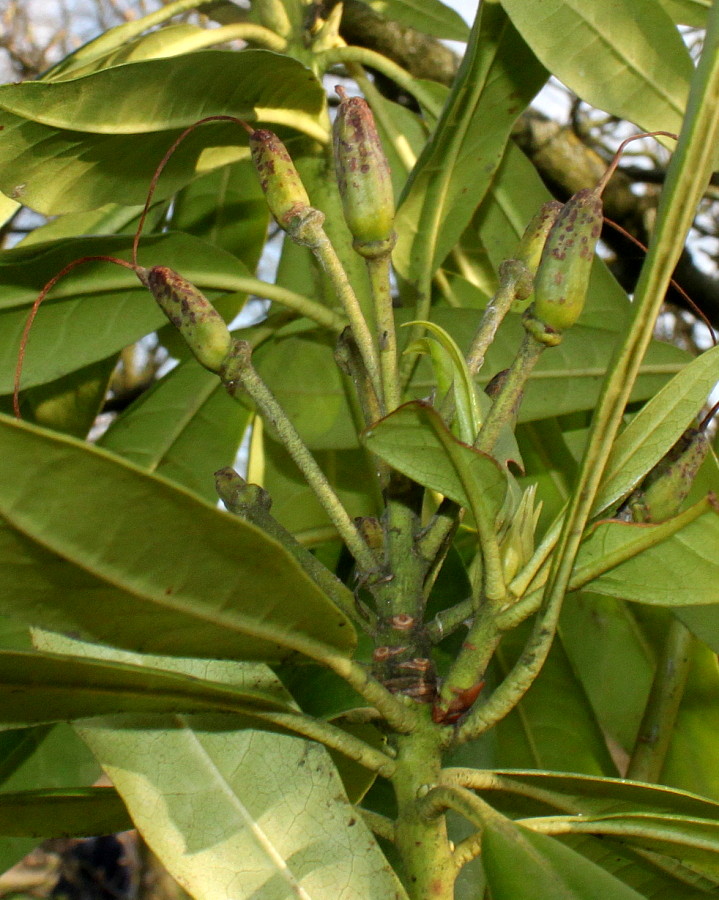 Image of Rhododendron catawbiense specimen.