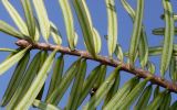 Abies chensiensis