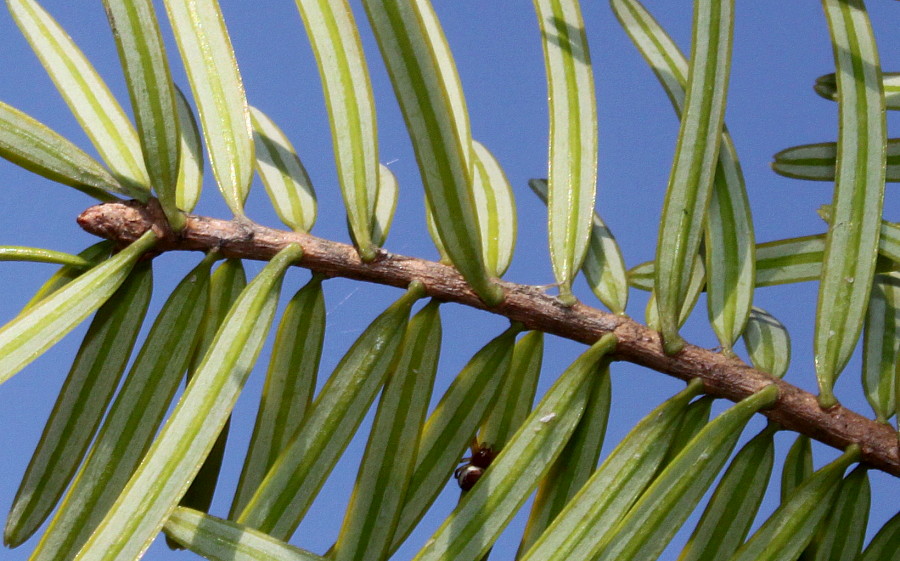 Image of Abies chensiensis specimen.