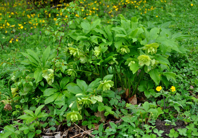 Image of Helleborus caucasicus specimen.