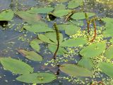 Potamogeton natans. Цветущие растения на поверхности стоячего водоема. Нидерланды, Гронинген. Июнь 2007 г.