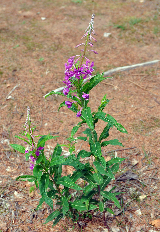 Image of Chamaenerion angustifolium specimen.