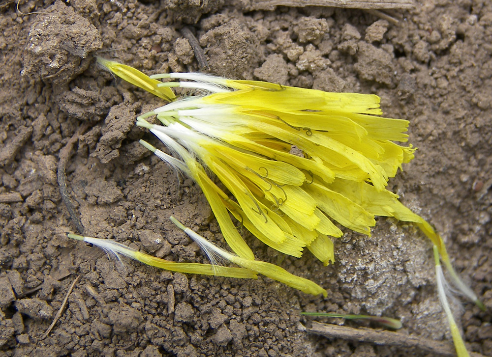 Изображение особи Crepis astrachanica.