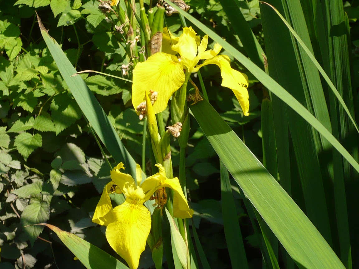 Image of Iris pseudacorus specimen.