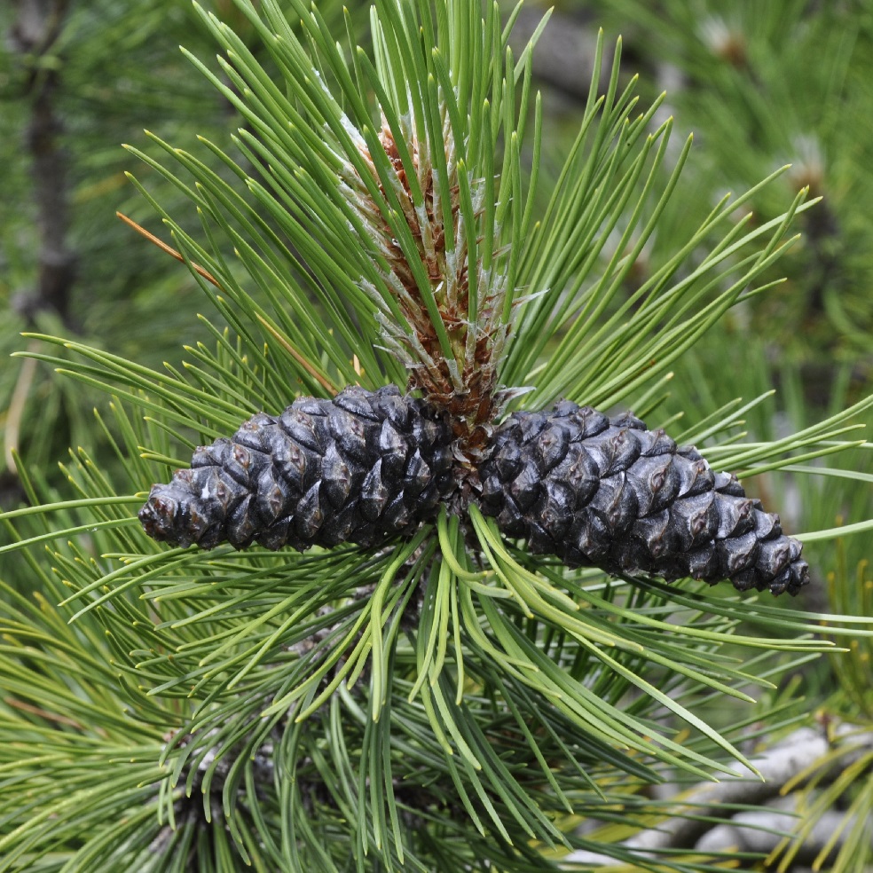 Image of Pinus heldreichii specimen.