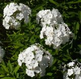 Phlox paniculata