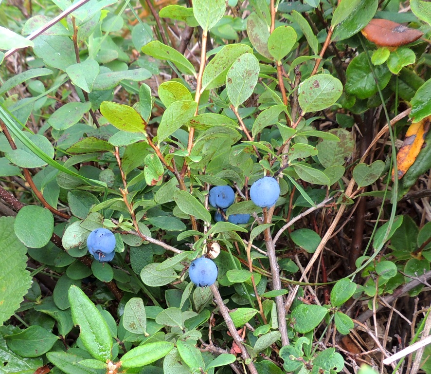 Image of Vaccinium uliginosum specimen.