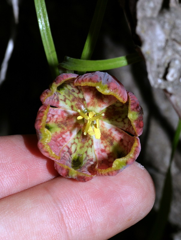 Изображение особи Fritillaria ferganensis.