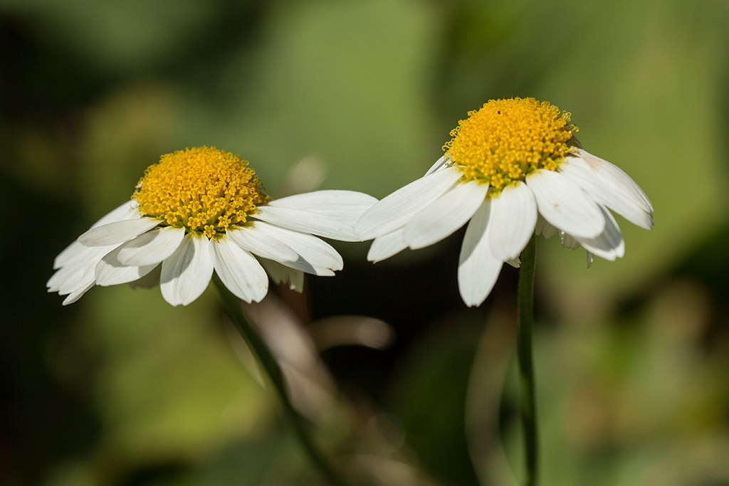 Image of genus Anthemis specimen.