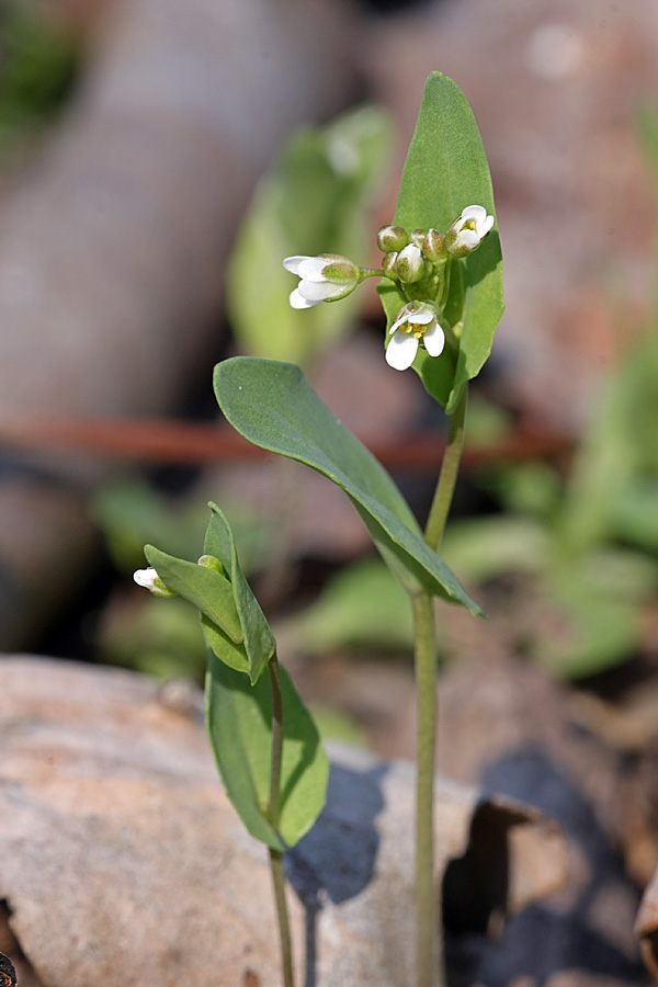 Image of Microthlaspi perfoliatum specimen.