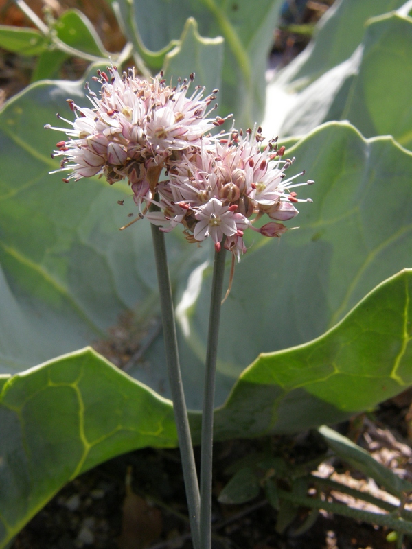 Image of Allium tarkhankuticum specimen.