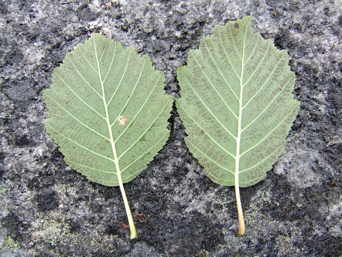 Изображение особи Alnus kolaensis.