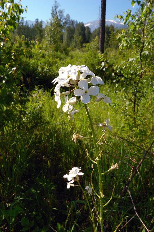 Image of Hesperis sibirica ssp. pseudonivea specimen.