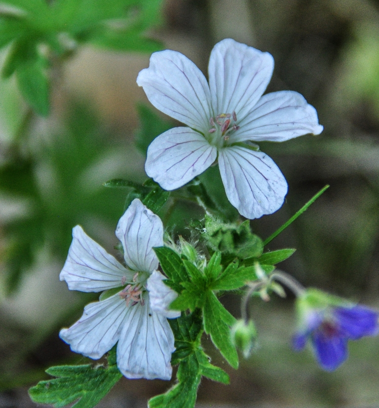 Image of Geranium krylovii specimen.