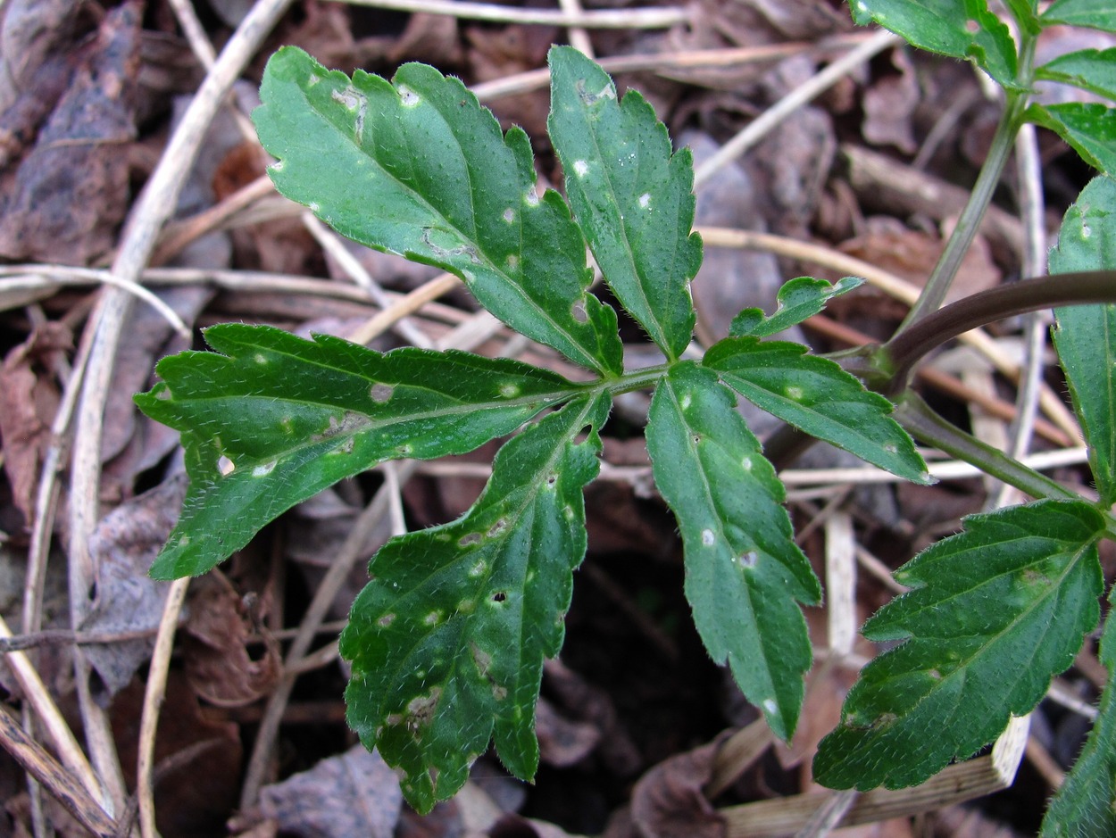 Image of Cardamine quinquefolia specimen.