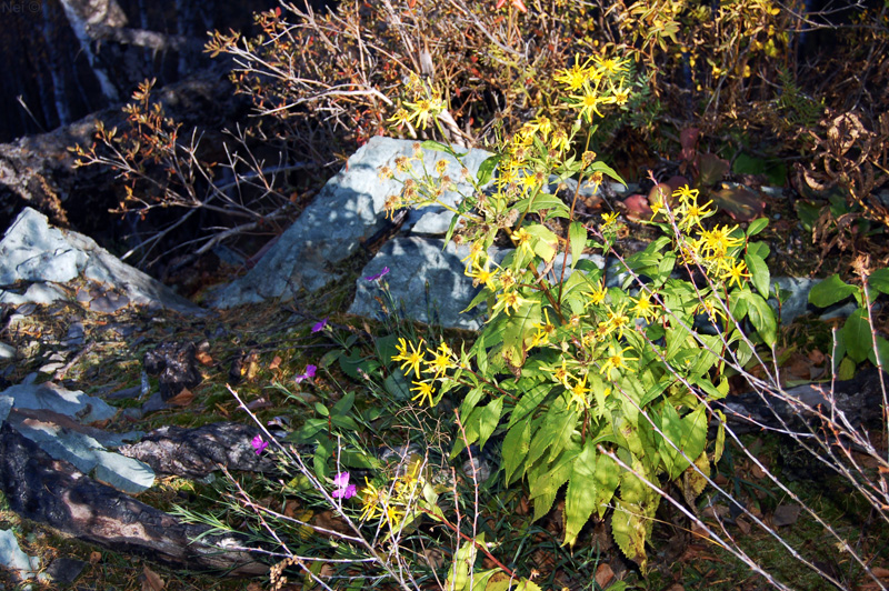 Image of Senecio nemorensis specimen.