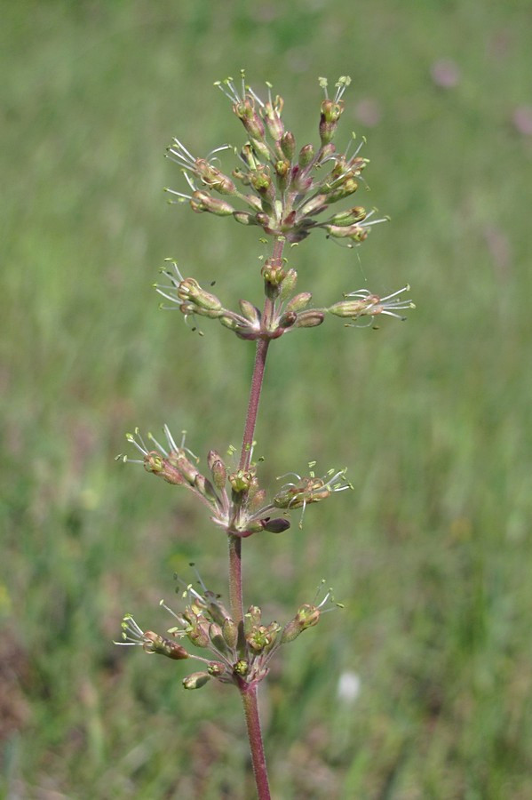 Image of Silene hellmannii specimen.