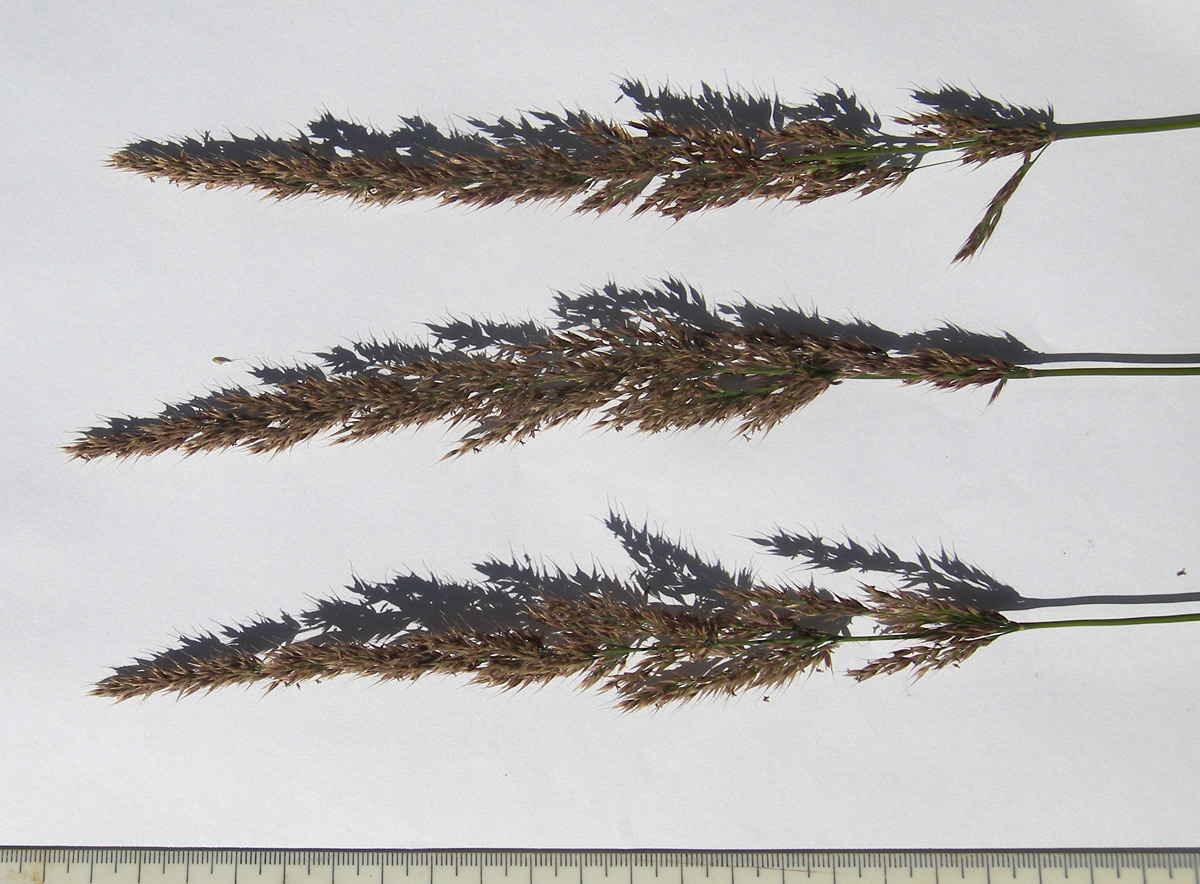 Image of Calamagrostis caucasica specimen.