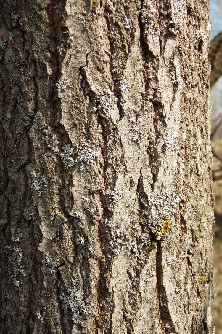 Image of Salix caprea specimen.