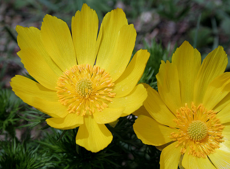 Изображение особи Adonis vernalis.