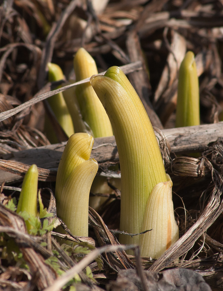 Image of Hemerocallis middendorffii specimen.