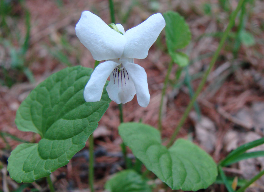 Image of Viola epipsiloides specimen.