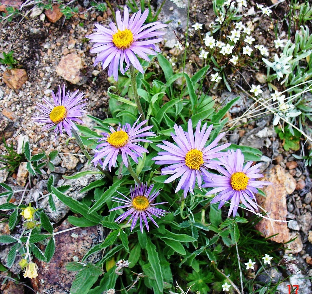 Image of Aster alpinus specimen.