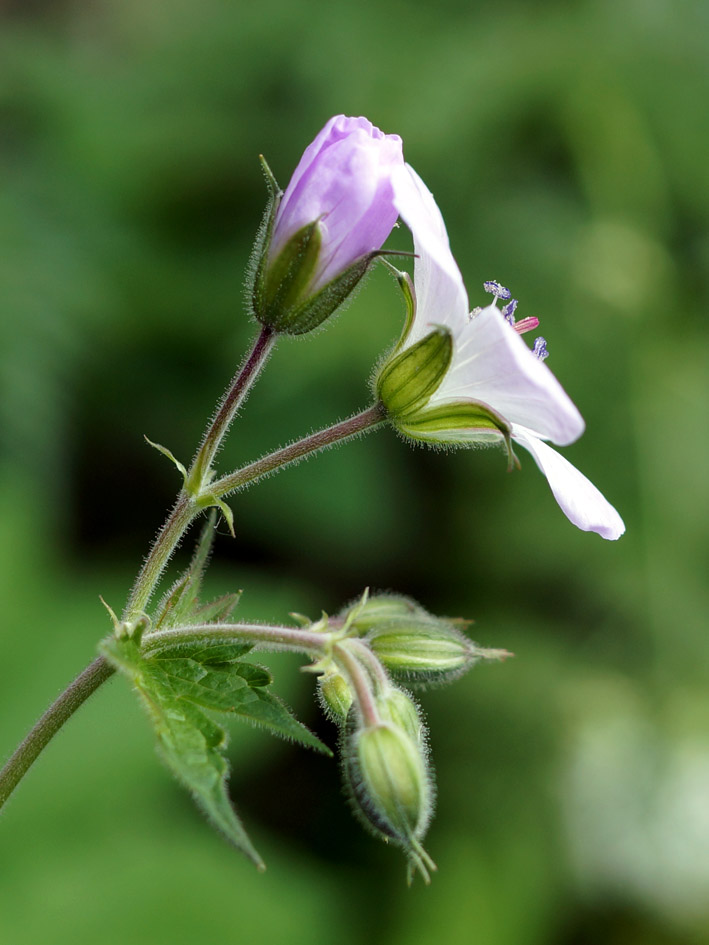 Изображение особи Geranium sylvaticum.