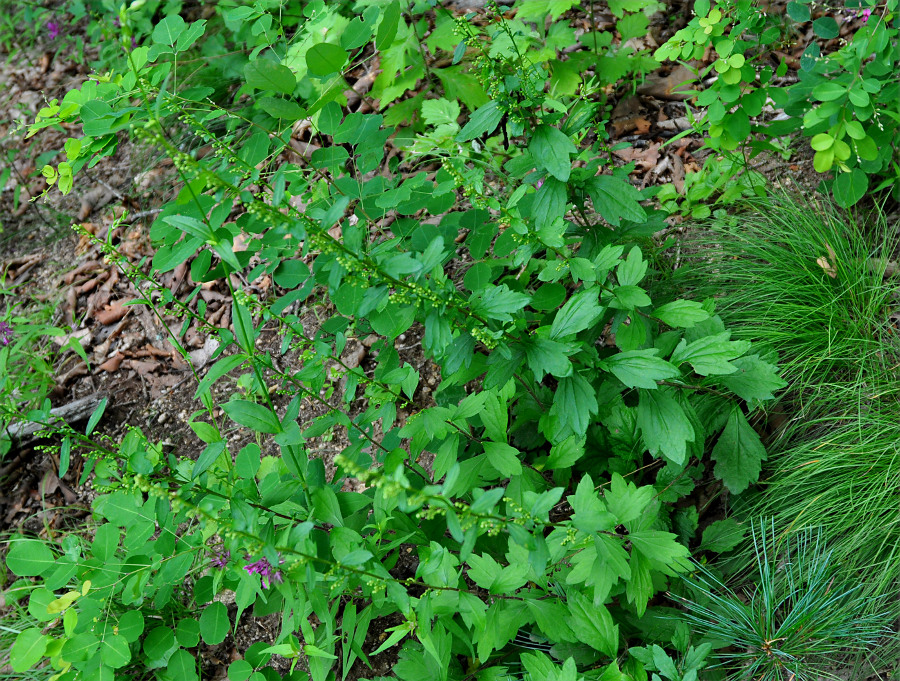 Изображение особи Artemisia keiskeana.