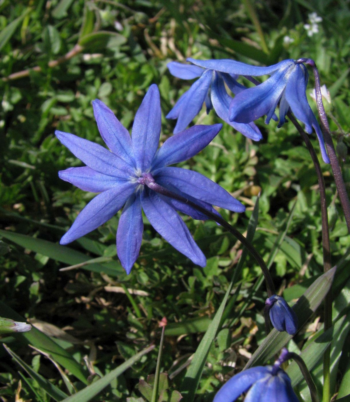 Image of Scilla siberica specimen.