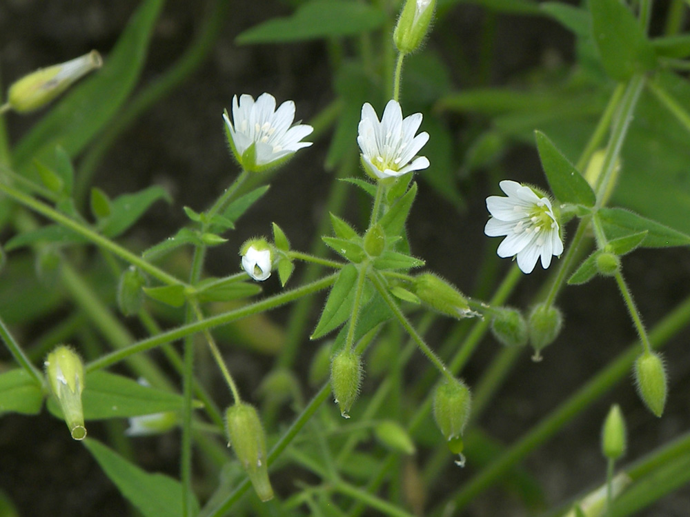 Image of Cerastium nemorale specimen.