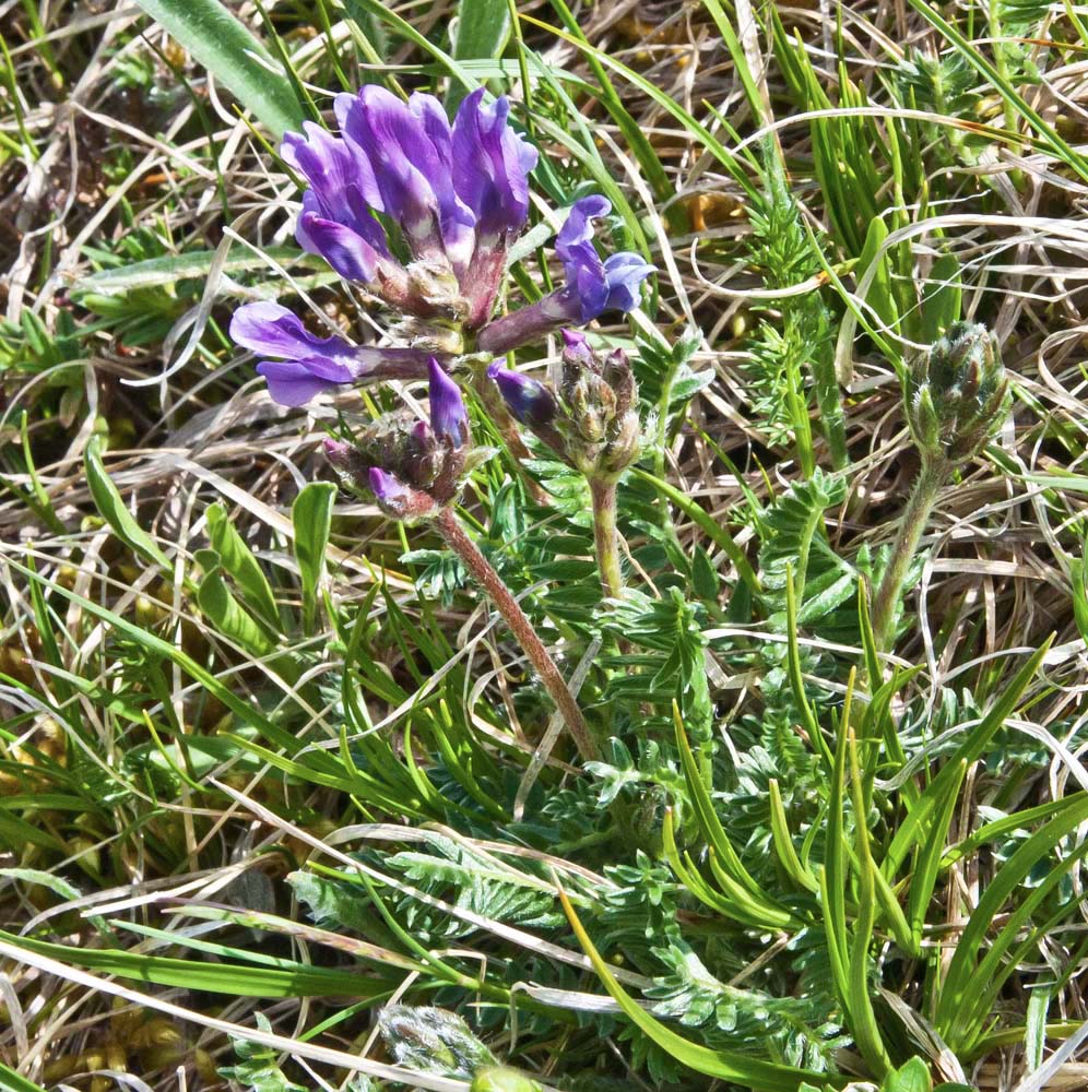 Изображение особи Oxytropis lazica.