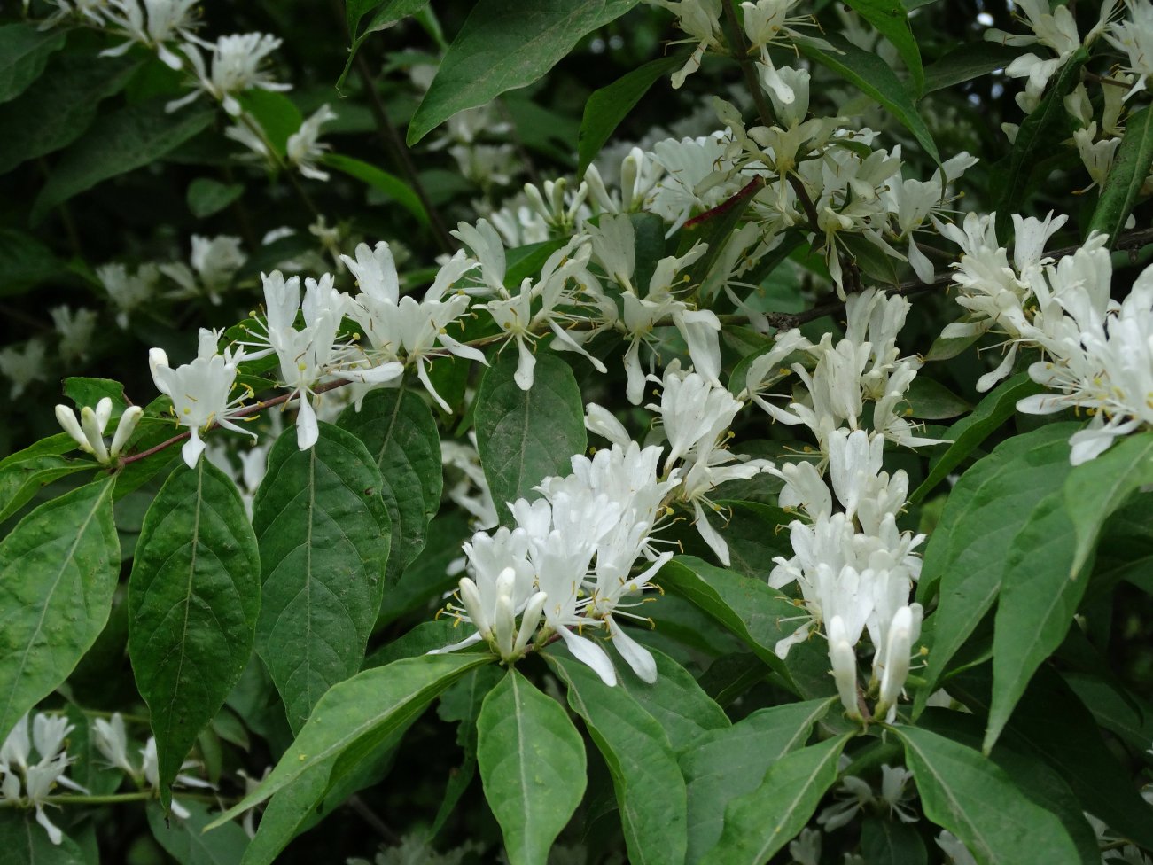 Image of Lonicera maackii specimen.