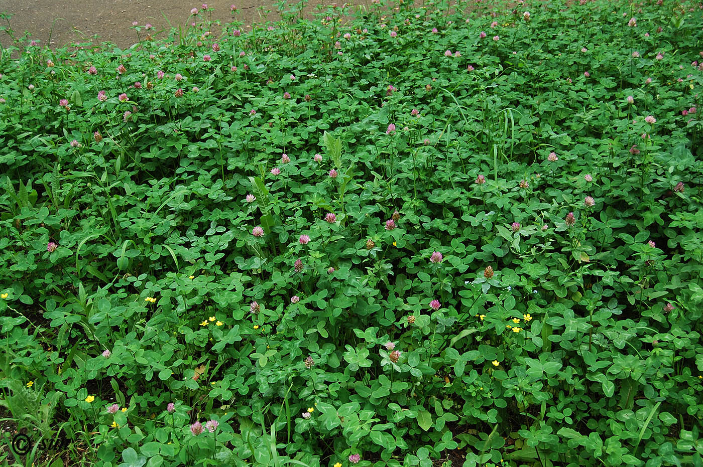 Image of Trifolium pratense specimen.