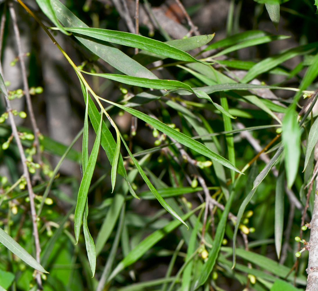 Image of Pittosporum phillyraeoides specimen.