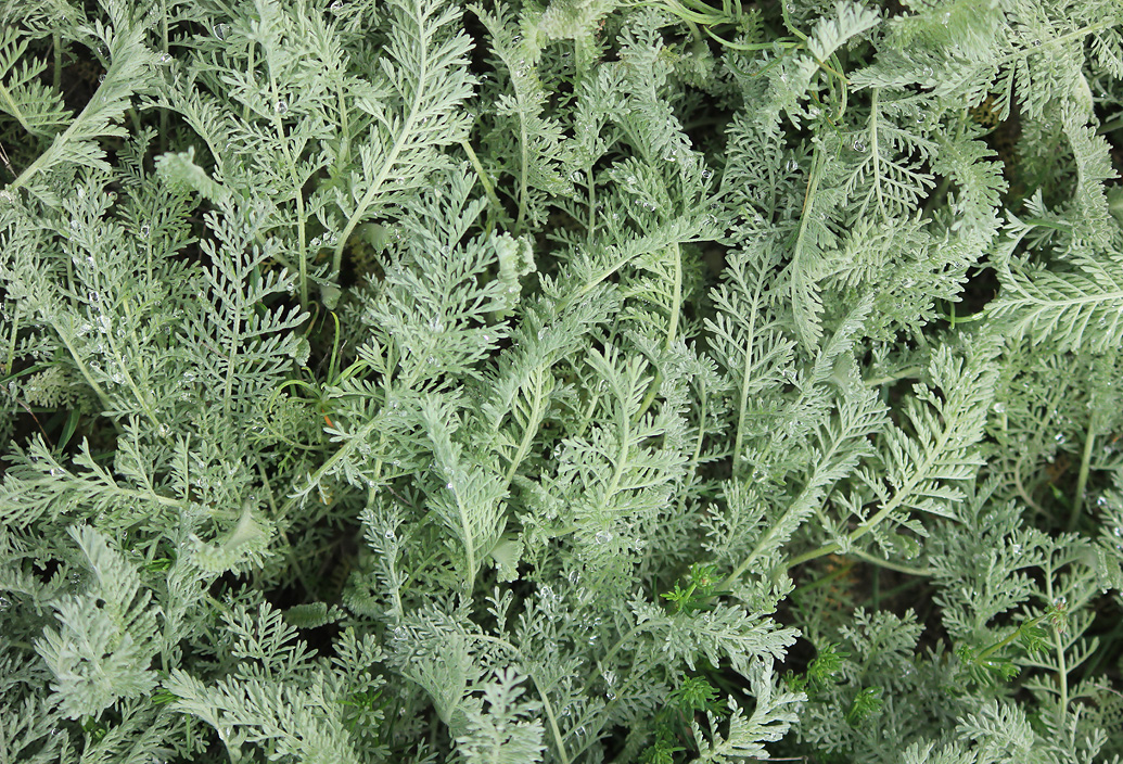 Image of Tanacetum millefolium specimen.