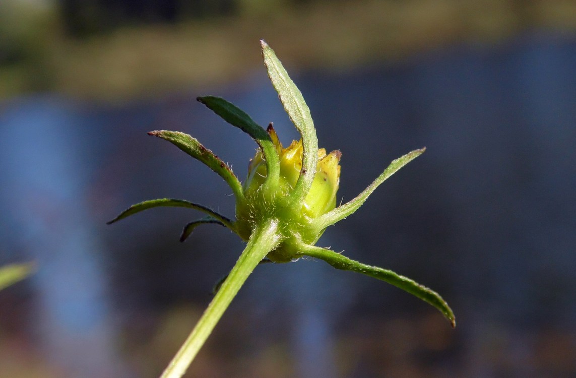 Image of Bidens frondosa specimen.