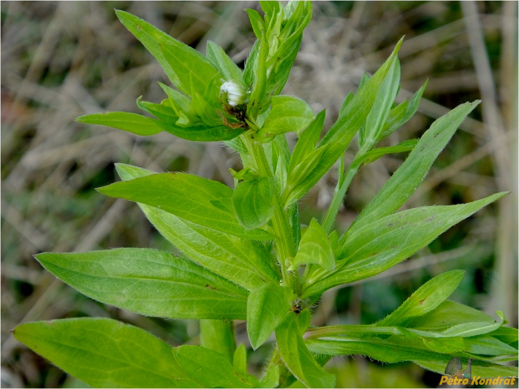 Image of genus Phalacroloma specimen.