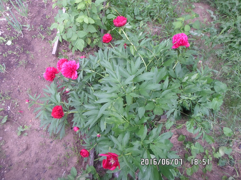 Изображение особи Paeonia officinalis.